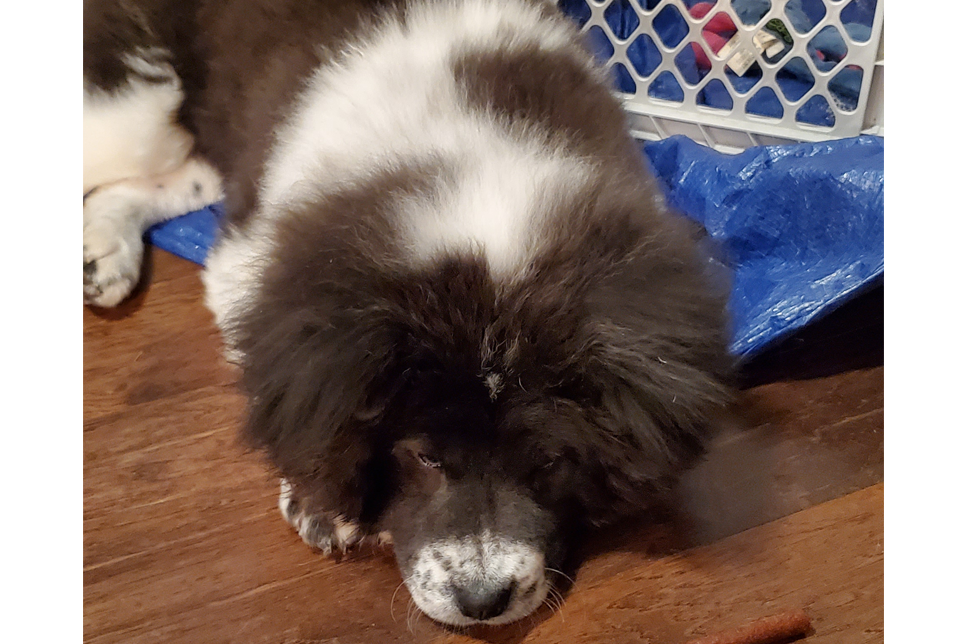 Puppy Bowl Star Chunky Monkey is Still The Queen of Naps | Puppy Bowl